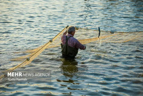 دستیابی ایران به فناوری اصلاح نژاد ماهی آزاد کاسپین تولید اولیه ۲۰ تن